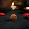 7 Mukhi Rudraksha Original (Saat Mukhi Rudraksha)