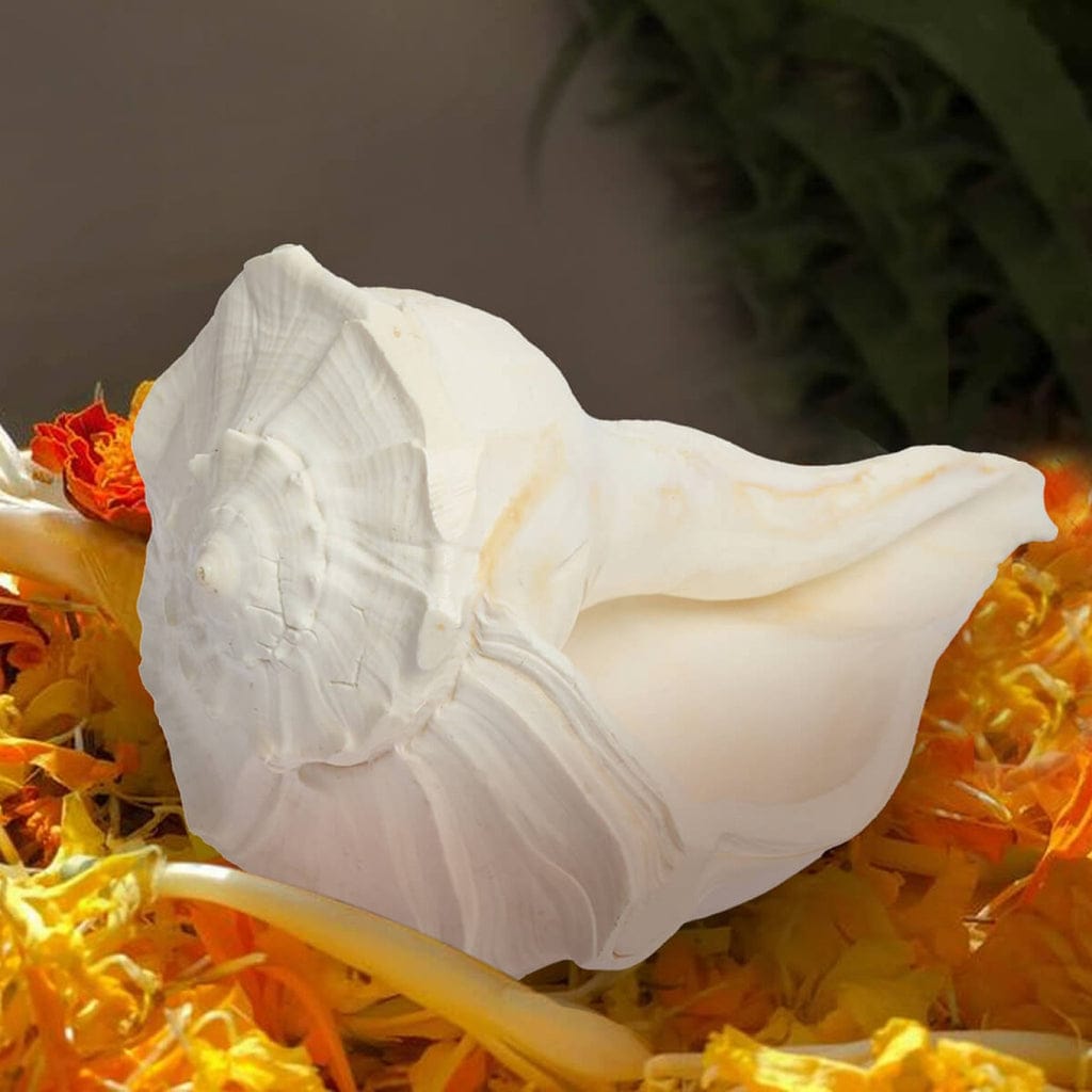 Dakshinavarti Puja Shankh | दक्षिणावर्ती पूजा शंख