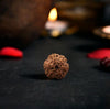 6 Mukhi Rudraksha Original (Chhe Mukhi Rudraksha)