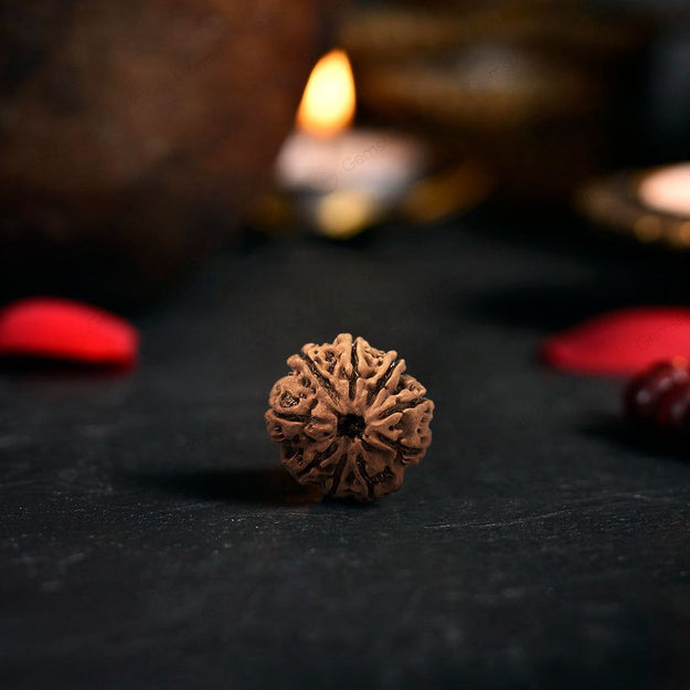 9 Mukhi Rudraksha Original (Nau Mukhi Rudraksha)