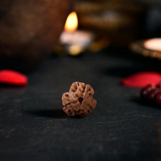 3 Mukhi Rudraksha Original (Teen Mukhi Rudraksha)