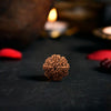 8 Mukhi Rudraksha Original (Aath Mukhi Rudraksha)