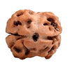 2 Mukhi Rudraksha Original (Do Mukhi Rudraksha)