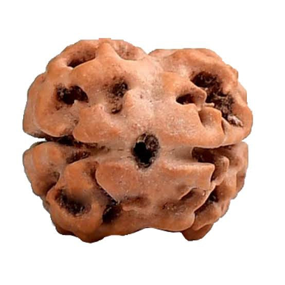 2 Mukhi Rudraksha Original (Do Mukhi Rudraksha)