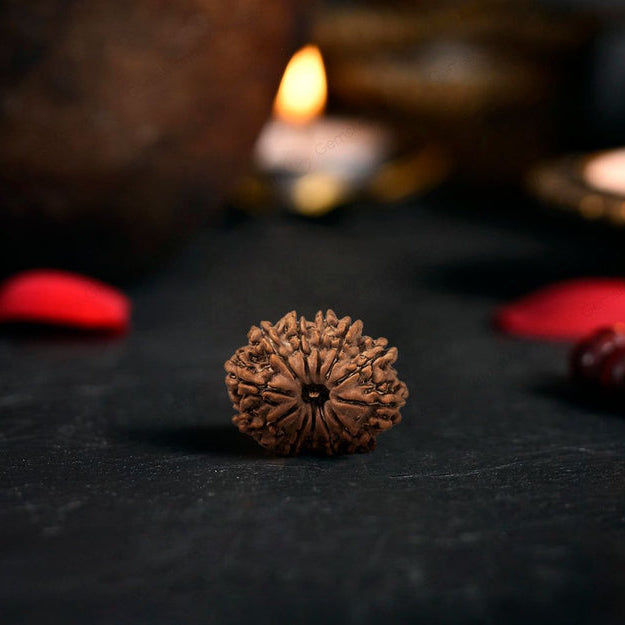 12 Mukhi Rudraksha Original (Barah Mukhi Rudraksha)