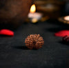 14 Mukhi Rudraksha Original (Chaudah Mukhi Rudraksha)