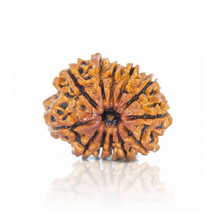 12 Mukhi Rudraksh