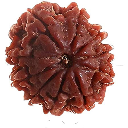 10 Mukhi Rudraksha | दस मुखी रुद्राक्ष