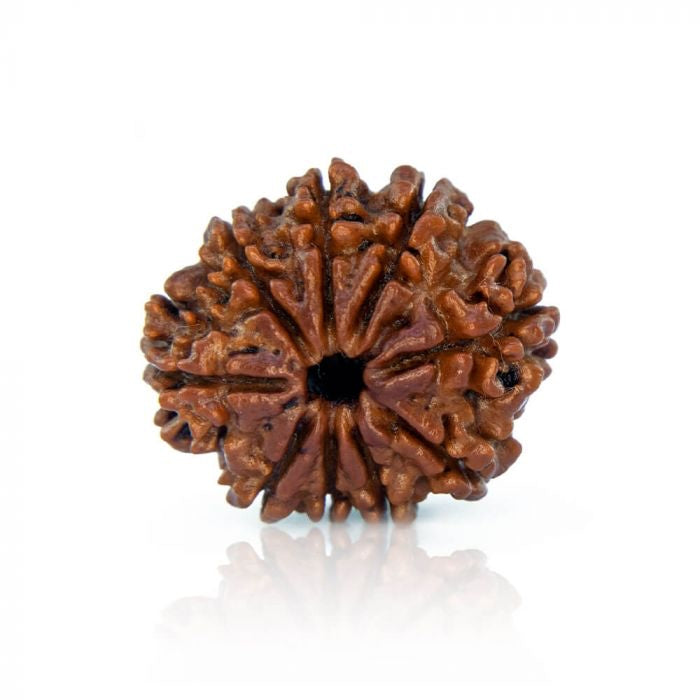 9 Mukhi Rudraksha| नौ मुखी रुद्राक्ष