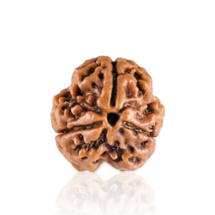3 Mukhi Rudraksha| तीन मुखी रुद्राक्ष