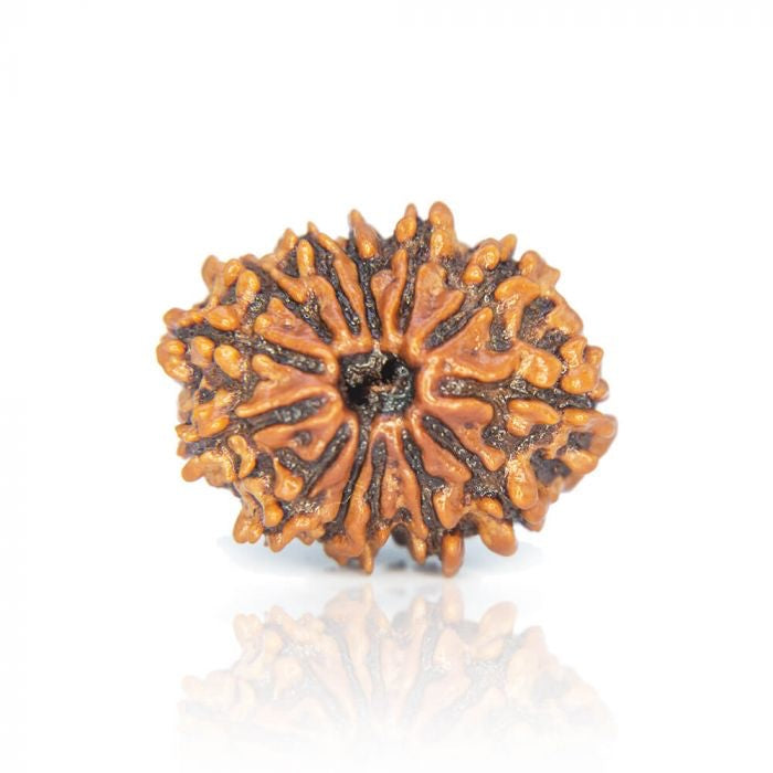 13 Mukhi Rudraksh