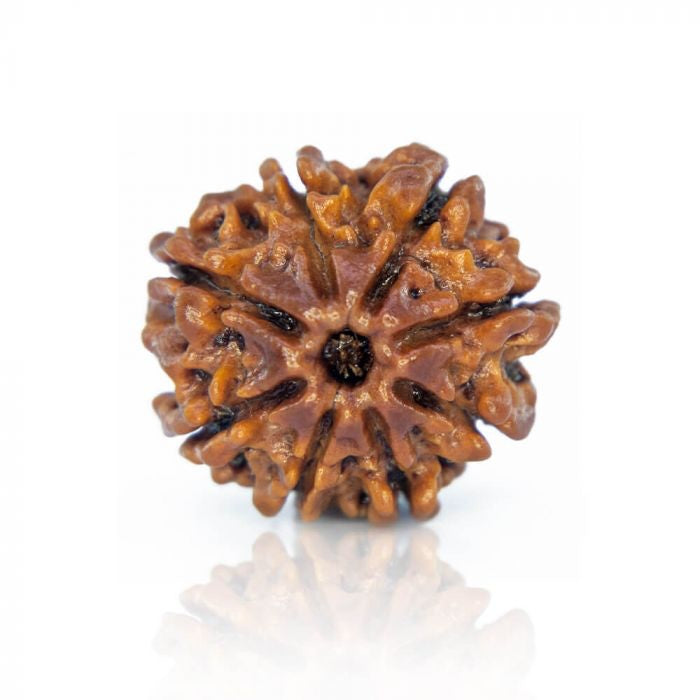 8 mukhi Rudraksha| आठ मुखी रुद्राक्ष