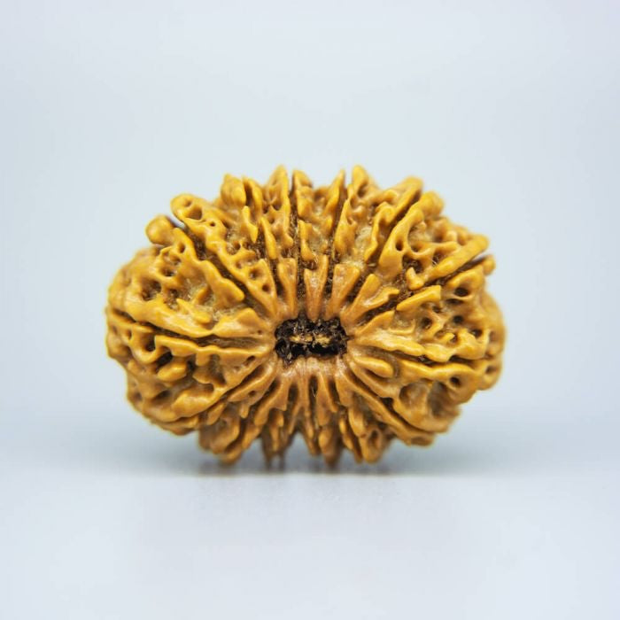 14 Mukhi Rudraksha