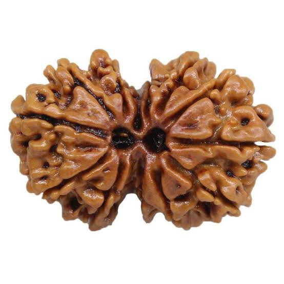 Gauri Shankar Rudraksha| गौरी शंकर रुद्राक्ष