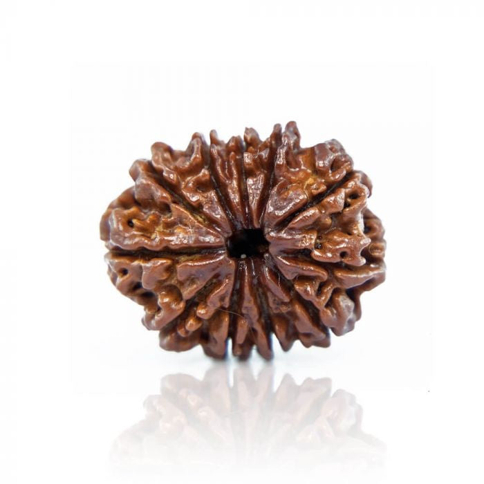 11 Mukhi Rudraksh