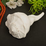 Dakshinavarti Shankha – Sacred Natural Conch for Prosperity &amp; Divine Blessings