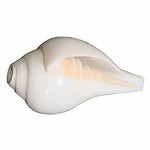 Vamavarti Shankha – Natural, Polished &amp; Energized Sacred Conch