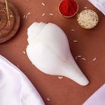 Vamavarti Shankha – Natural, Polished &amp; Energized Sacred Conch
