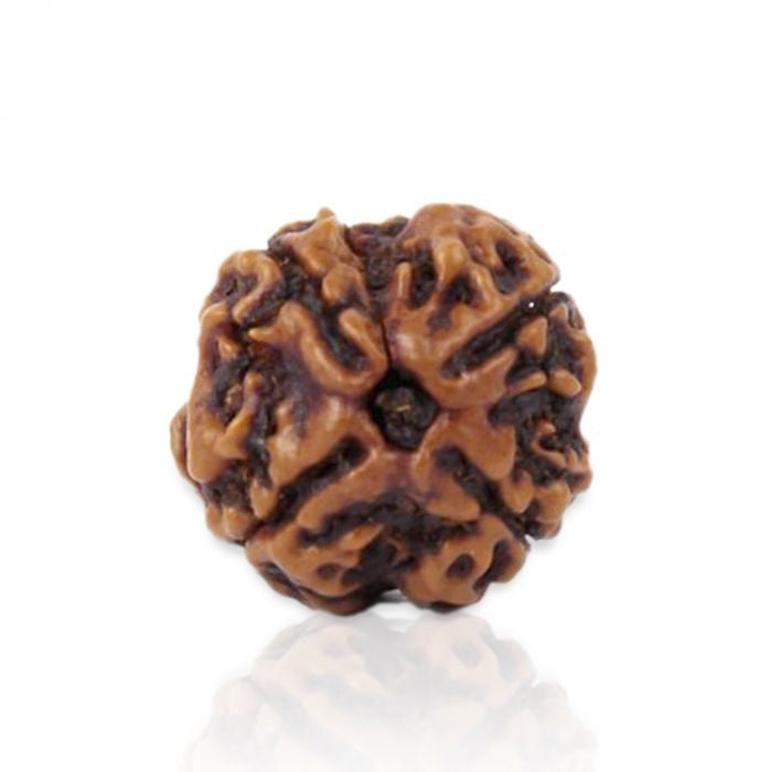 4 Mukhi Rudraksha Original (Chaar Mukhi Rudraksha)