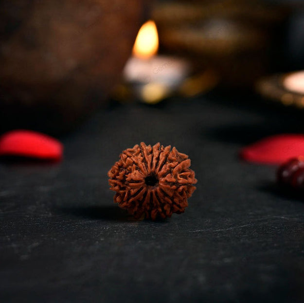 13 Mukhi Rudraksha Original (Terah Mukhi Rudraksha)