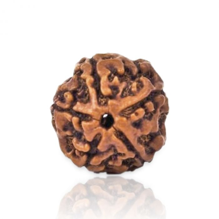 5 Mukhi Rudraksha Original (Panch Mukhi Rudraksha)