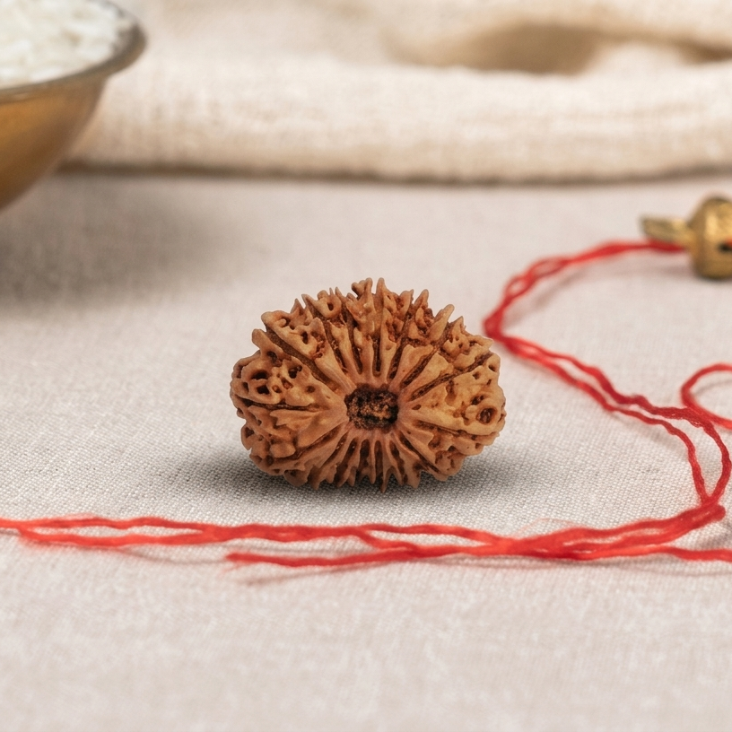 16 Mukhi Rudraksha Original (Solah Mukhi Rudraksha)