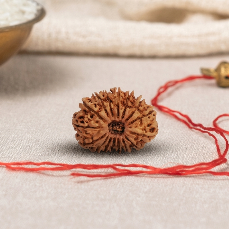 16 Mukhi Rudraksha Original (Solah Mukhi Rudraksha)