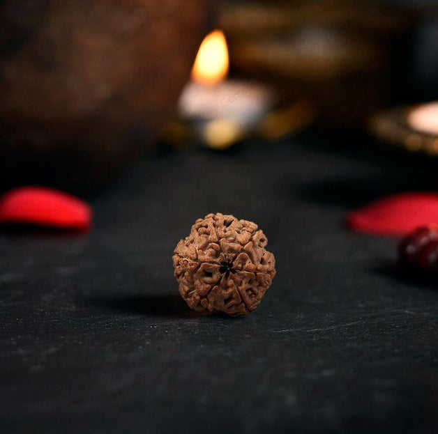 6 Mukhi Rudraksha Original (Chhe Mukhi Rudraksha)