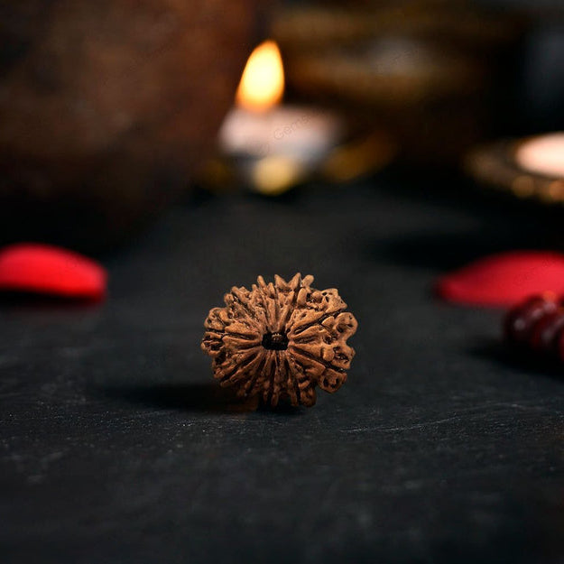 11 Mukhi Rudraksha Original (Gyarah Mukhi Rudraksha)
