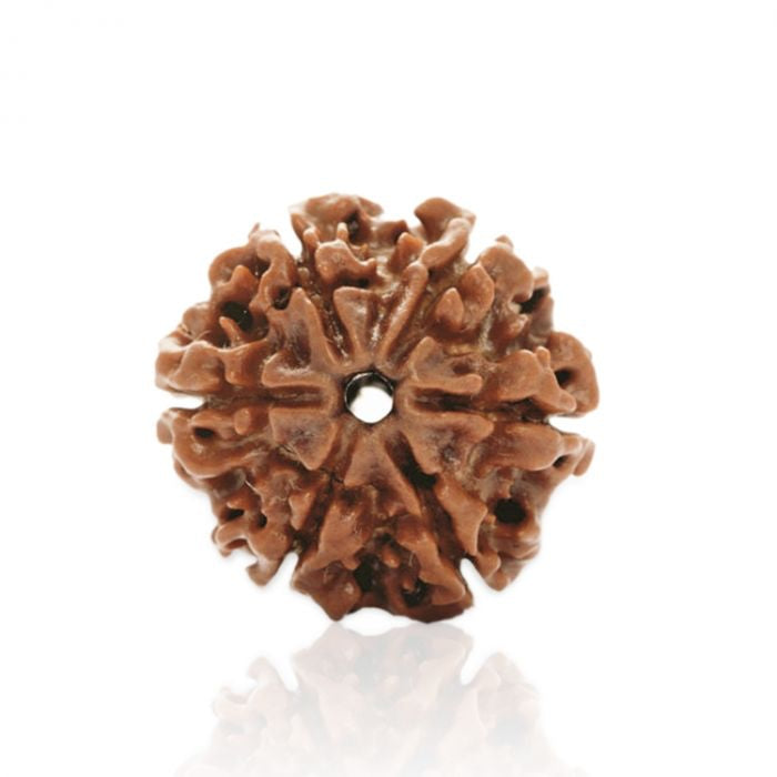 6 Mukhi Rudraksha Original (Chhe Mukhi Rudraksha)