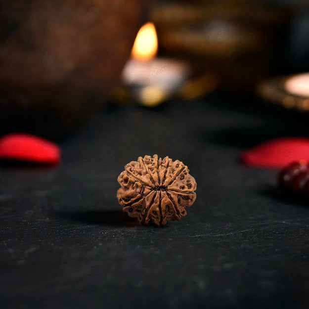10 Mukhi Rudraksha Original (Das Mukhi Rudraksha)