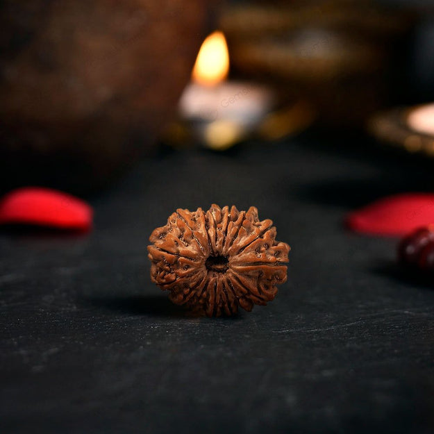 15 Mukhi Rudraksha Original (Pandrah Mukhi Rudraksha)