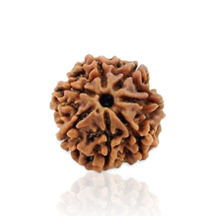 7 Mukhi Rudraksha Original (Saat Mukhi Rudraksha)