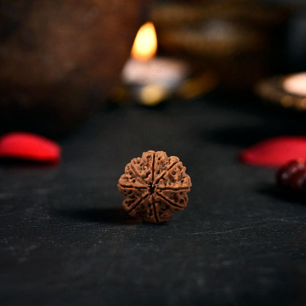 8 Mukhi Rudraksha Original (Aath Mukhi Rudraksha)
