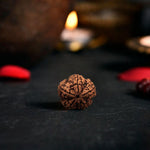 5 Mukhi Rudraksha Original (Panch Mukhi Rudraksha)