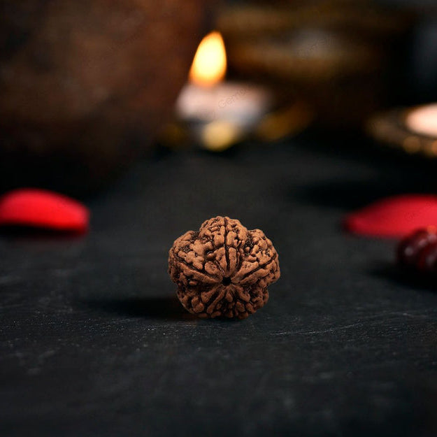 5 Mukhi Rudraksha Original (Panch Mukhi Rudraksha)