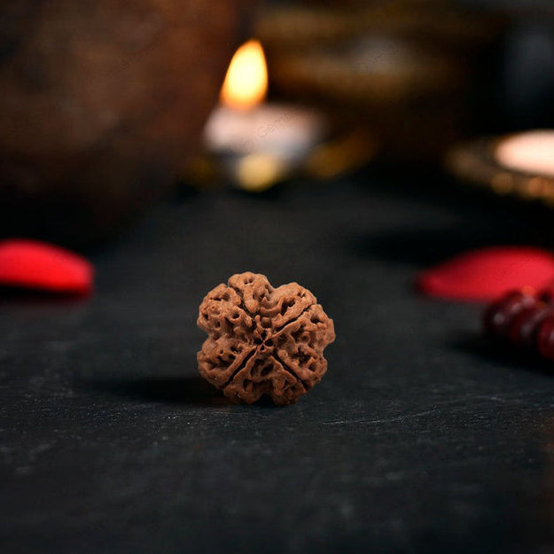 4 Mukhi Rudraksha Original (Chaar Mukhi Rudraksha)