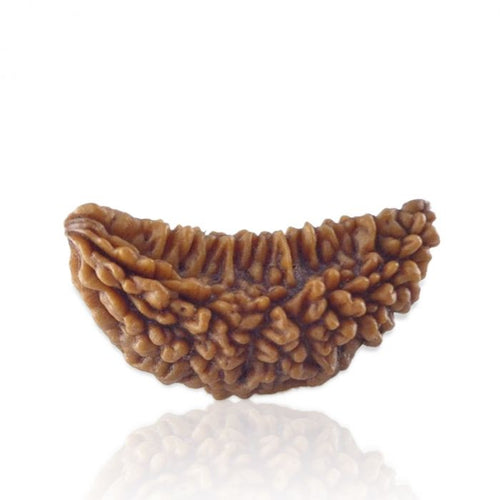 1 Mukhi Rudraksha Original (Ek Mukhi Rudraksha)