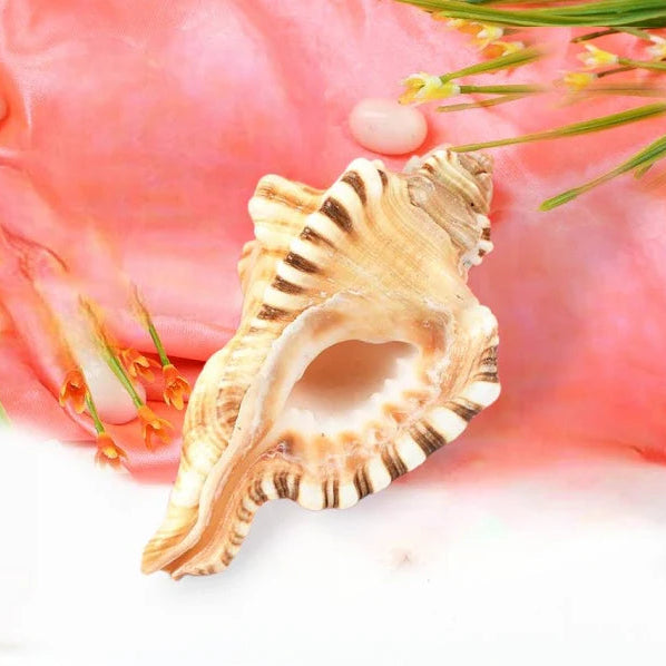 Ganesh Shankha – Sacred Natural Conch Symbolizing Wisdom & Prosperity