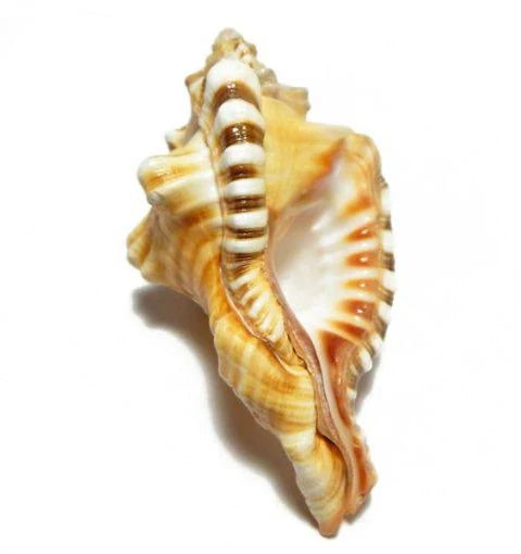 Ganesh Shankha – Sacred Natural Conch Symbolizing Wisdom & Prosperity