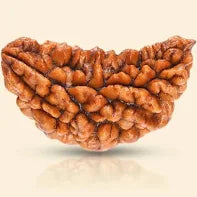 1 Mukhi Rudraksha Original (Ek Mukhi Rudraksha)